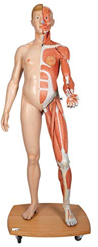3B Scientific Menschliche Anatomie - Lebensgroße zweigeschlechtige Muskelfigur, helle Hautfarbe, 39-teilig + kostenlose Anatomie App - 3B Smart Anatomy