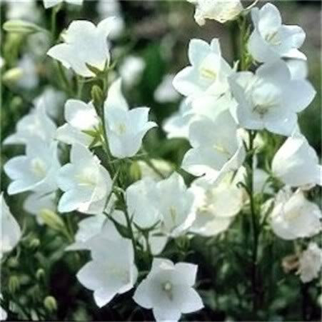 500 WHITE PEACH Glockenblume Campanula persicifolia Blumensamen