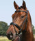 Hans Melzer Horse Equipment Trense Bad Harzburg, schwarz/messing, Vollblut
