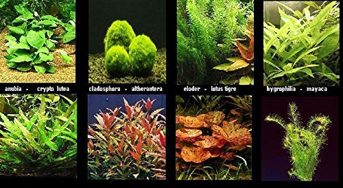 plante Lot de 10 en Bouquets 5 varietes + 1 cladosphora