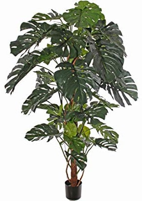 kunstpflanzen-discount.com Große künstliche Monstera deliciosa Köstliches Fensterblatt ca. 190cm hoch mit Echtholzstamm und echtem Palmfasermaterial sowie 64 Blättern im Topf