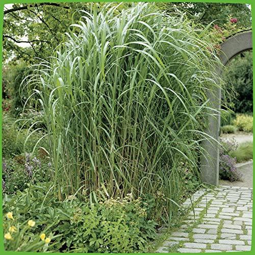 Riesen Chinaschilf Pflanzen - Miscanthus Giganteus - Schilf als Sichtschutz und Schattenspender - Schilfgras für Garten, Teich und Vorgarten - Elefantengras winterfest und pflegeleicht - Pflanzen in T