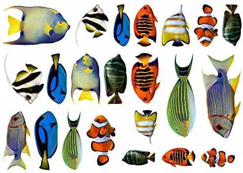 Samunshi® 22x Wandtattoo Fisch Set Wandbilder Kinderzimmer Deko Junge Wandtattoo Kinderzimmer Mädchen Wandsticker Kinderzimmer 2x 21x34