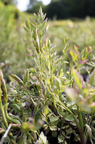 2er-Set - winterhart! - Oenanthe fistulosa 'Flamingo' - röhriger Wasserfenchel, weiß - Wasserpflanzen Wolff