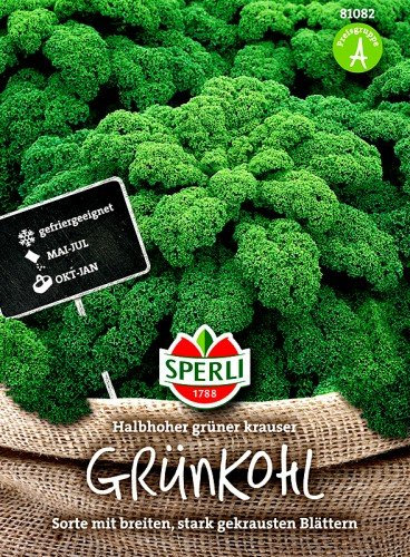 Grünkohl Halbhoher grüner krauser