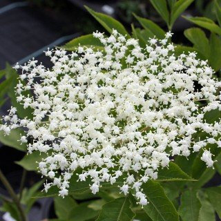 Schwarzer Holunder - Sambucus nigra - Heimische Pflanze - Fruchtgehölz