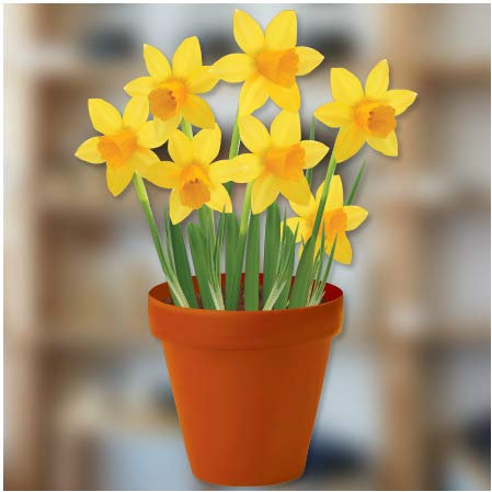 Fensteraufkleber Narzissen im Blumentopf – Fenster-Sticker mit statischer Haftung als Fenster-Deko oder Gartenschmuck am Gewächshaus – Osterglocken-Glasaufkleber
