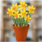 Fensteraufkleber Narzissen im Blumentopf – Fenster-Sticker mit statischer Haftung als Fenster-Deko oder Gartenschmuck am Gewächshaus – Osterglocken-Glasaufkleber
