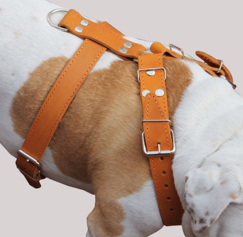 Tan Echtleder Hundegeschirr, Große zu XLarge. 88,9 cm 39 Brust, 3,8 cm Breite Träger, deutsche Dogge Cane Corso