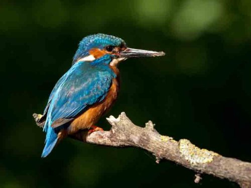 Top Banana Gifts British Birds - Kingfisher - Quality Mouse Mat