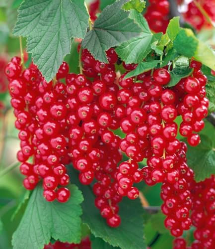 BALDUR Garten Johannisbeeren 'Rote Rovada', 1 Stamm, Ribes rubrum Johannisbeerstamm Beerenobst winterhart, mehrjährig, pflegeleicht, reiche Ernte an essbaren Früchten