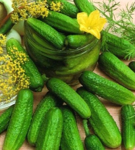 Gurken Einlege Gurke Othello bitterfrei dunkelgrün Samen