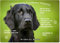 Merchandise for Fans Blechschild/Warnschild/Türschild - Aluminium - 20x30cm - - Willkommen in Meinem Zuhause - Motiv: Golden Retriever/Labrador Flatcoated Retriever - 05