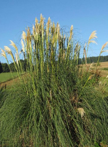 Staudenkulturen Wauschkuhn Cortaderia selloana 'Sunningdale Silver' - Pampasgras - Gras im 11cm Topf