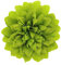 Zac's Alter Ego Broche en forme de fleur de chrysanthème sur concorde, vert citron,