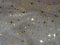 Mc-Stoff Organza Weiss Meterware Bedruckt Sternenhimmel Sterne