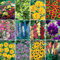 YouGarden Set of 24 Perennial Plug Plant Cottage Gardens Collection. Easy to Grow Perennials Plants Outdoor Garden Ready. Cottage Garden Plants Ready to Plant