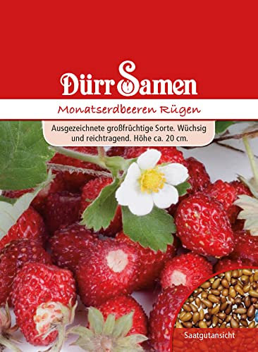 Erdbeer Samen Monatserdbeere Samen Rügen Monatserdbeerensamen Erdbeersamen ca 100 Korn Saatgut Garten Hochbeet Kübel Balkonkasten Dürr Samen