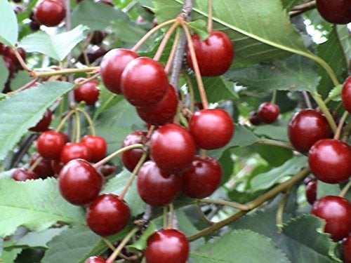 Sauerkirsche Fanal Busch im 7,5 l Topf, 30-50 cm Stammhöhe