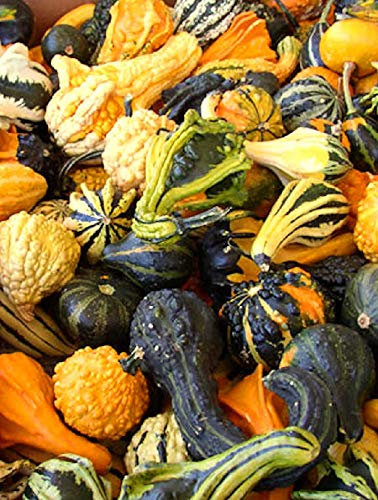 PREMIER SEEDS DIRECT - Gourd - Ornamental Small Mixed - 20 Seeds