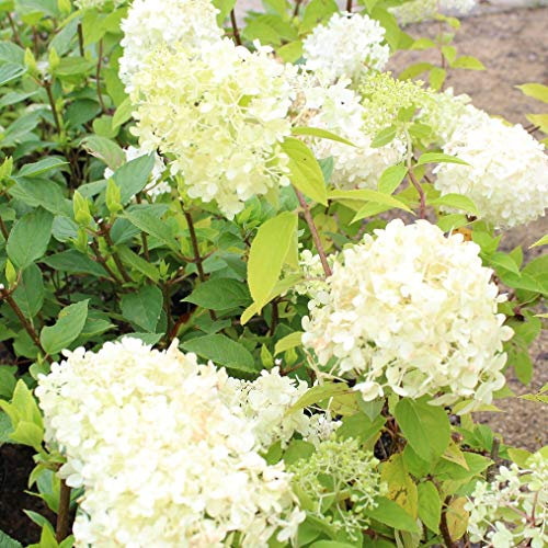 Hydrangea Paniculata 'Limelight'