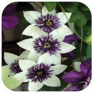 Klematis Blumen-Mix, Waldrebe Pflanzensamen, nicht die Klematis verwurzelt, 30 Samen / bag