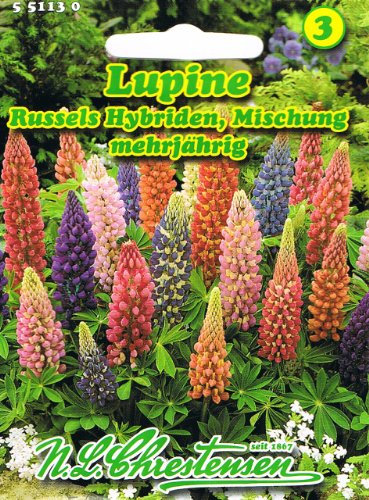 Lupine Russels Hybriden Mischnung Lupinus polyphyllus mehrjährig Schnittstaude