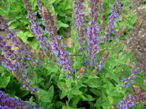 Staudenkulturen Wauschkuhn Salvia nemerosa 'Ostfriesland' - Salbei - Staude im 9cm Topf