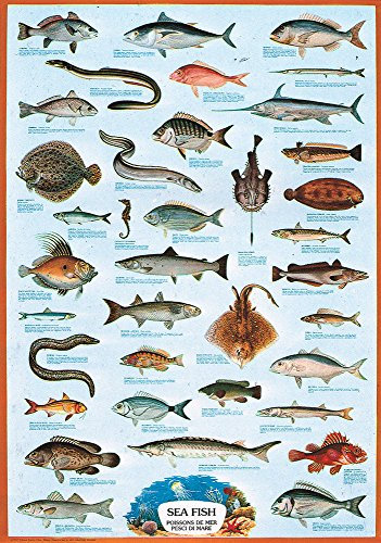 empireposter Educational Sea Fish 2 - Meeresfische Bildung Lernposter Druck Größe 61x91,5cm + 1 Packung tesa Powerstrips® - Inhalt 20 Stück