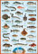 Educational Sea Fish 2 - Meeresfische Bildung Lernposter Druck Größe 61x91,5cm + 1 Packung tesa Powerstrips® - Inhalt 20 Stück