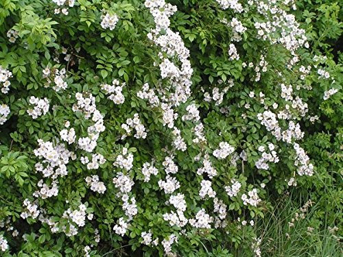 Wildrosenhecke - Vielblütige Rosen im 25er Paket Größe 40 bis 60 cm