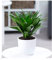 BALDUR Garten Dracena Compacta, 1 Pflanze, Luftreinigende Zimmerpflanze, unterstützt das Raumklima, Drachenbaum Drachenlilie, sehr Pflegeleichte Grünpflanze, mehrjährig - frostfrei halten