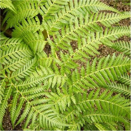 Cross Common Nursery Dicksonia Antarctica Tree Fern 2-3ltr Pot