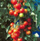 Tomaten Harzfeuer Samen