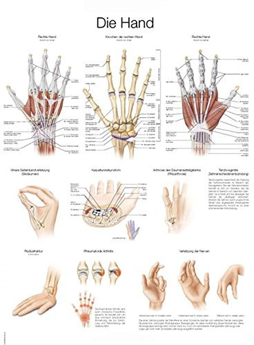 LehrtafelDie Hand, 70x100cm