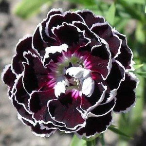 Dianthus 'Black Lace' 30 Samen - Nelke Samen