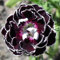 Dianthus 'Black Lace' 30 Samen - Nelke Samen