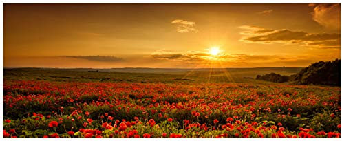 Wallario Glasbild Mohnblumenwiese bei Sonnenuntergang am Abend - 32 x 80 cm Wandbilder Glas in Premium-Qualität: Brillante Farben, freischwebende Optik