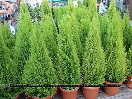 alberi 100pcs Cypress Platycladus orientalis conifere semi di piante foraggiere da casa giardino bonsai semi di albero