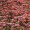 Sedum- Violet Carpet- 100 graines