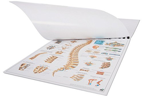 Sport-Tec Mini-Poster Set, 20 Stück Anatomie, Anatomische Poster, medizinische Lehrmittel