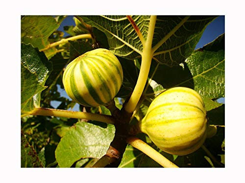 Partenocarpic Fig Tree FICUS CARICA 'PANACHEE' GREEN-YELLOW STRIPED fruits, cold tolerant, architectural plant and tasty fruit GROW YOUR OWN FIG MEDITERRANEAN FRUIT, 5-10cm tall starter plant in a 9cm pot