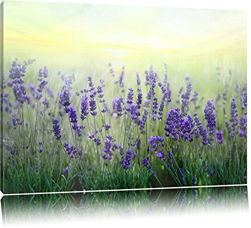 Pixxprint Schöner Lavendel im Regen, Größe: 120x80cm, Leinwandbild, fertig gespannt, Wandbild, Dekoration, Kunstdruck, kein Poster