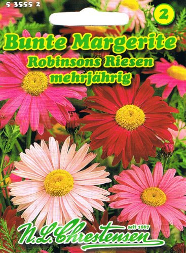 Bunte Margerite Robinsons Riesen Chrysanthemum coccineum mehrjährig Staude
