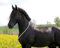Halsring aus Baumwolle - Pferdering - Wanderreiten BlackBerry - Gr. Pony