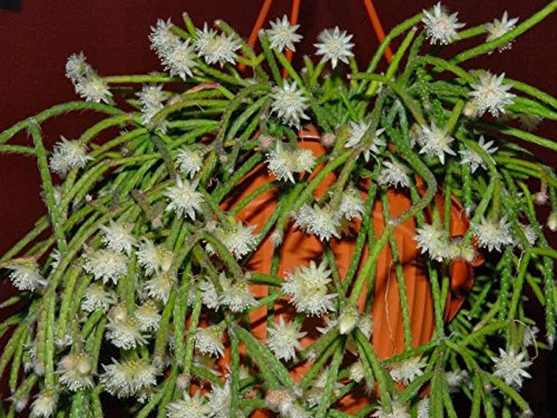 Rhipsalis Pilocarpa Semi rari Cactus10 ~ Hanging fiori Vischio Cactus ~ fragant