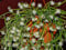 Rhipsalis Pilocarpa Semi rari Cactus10 ~ Hanging fiori Vischio Cactus ~ fragant