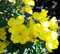 Gewöhnliche Nachtkerze - Oenothera biennis - Blume - 2000 Samen