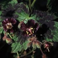 Plant World Seeds - Geranium Phaeum 'Samobor' Seeds (Perennial Flower Seeds)