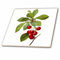 3dRose ct_106852_2 Redoute Vintage Aquarell Obst Kirschen Cerasus Domestica Keramikfliese, 15,2 cm